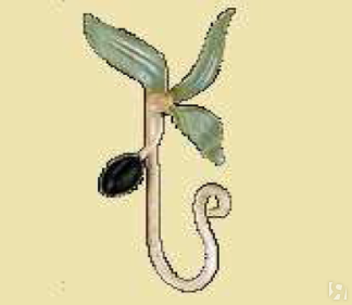 Крючок декором из оливковой ветки - одиночный